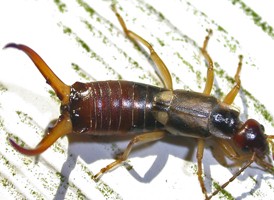Forficula auriculata